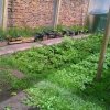 huerta3